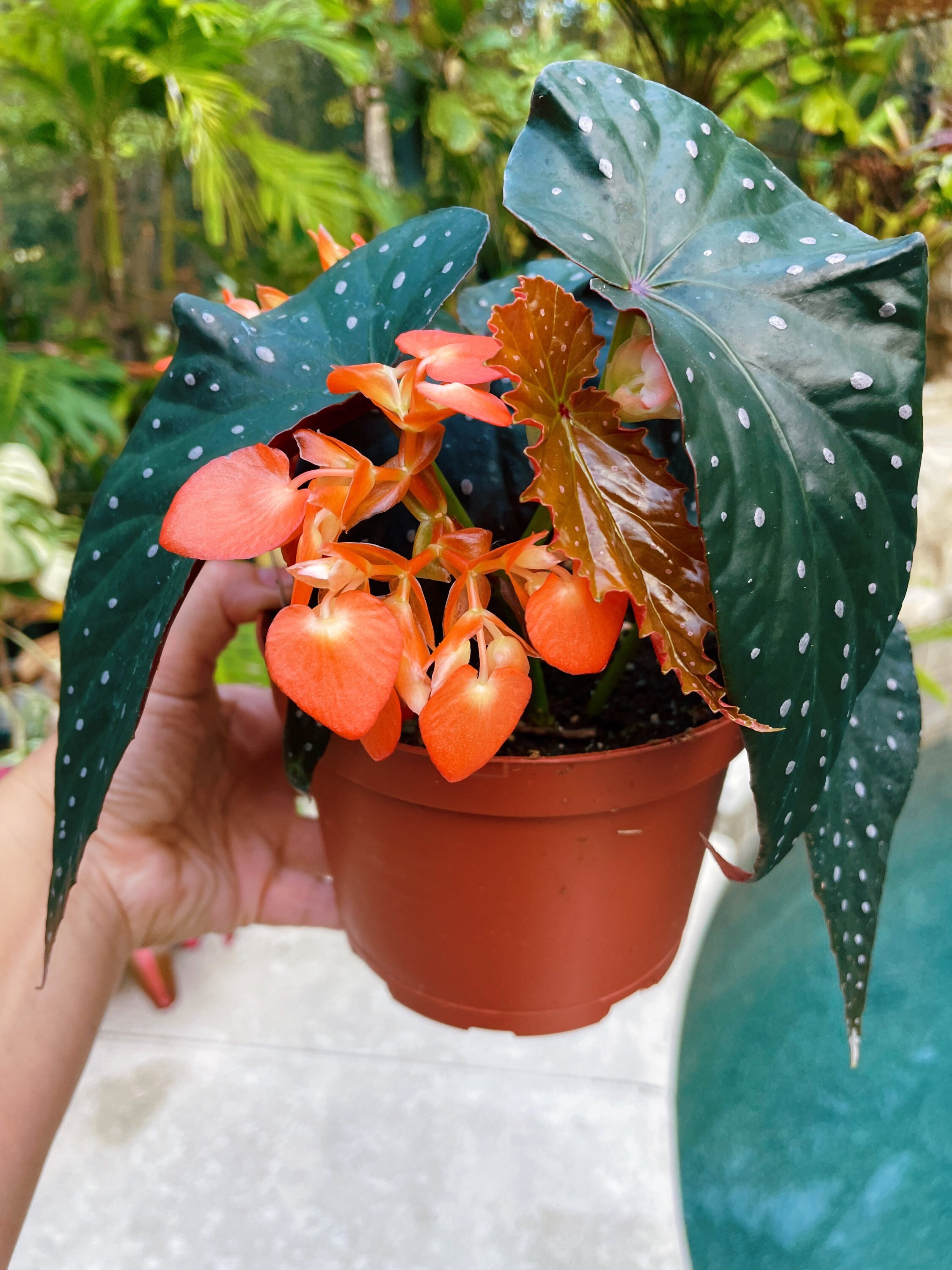 RARE Begonia Angel Wing 'harmony's Aurora' Hybrid Orange Bloom