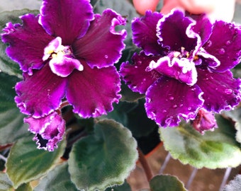 Live house plant variegated Harmony’s African Violet ‘Edge of Darkness’ garden 4” flower Potted gift