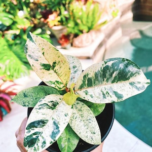 Ficus Elastica Shivereana ‘Moonshine’ Mint Variegated House Plant 4” Potted
