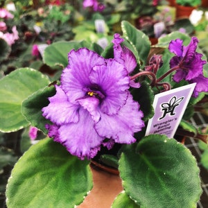 Live house plant bloom Harmony’s African Violet ‘Wrangler’s Banjo Dancing’ garden 4” pot flower Potted gift