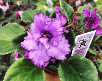 Live house plant bloom Harmony’s African Violet ‘Wrangler’s Banjo Dancing’ garden 4” pot flower Potted gift