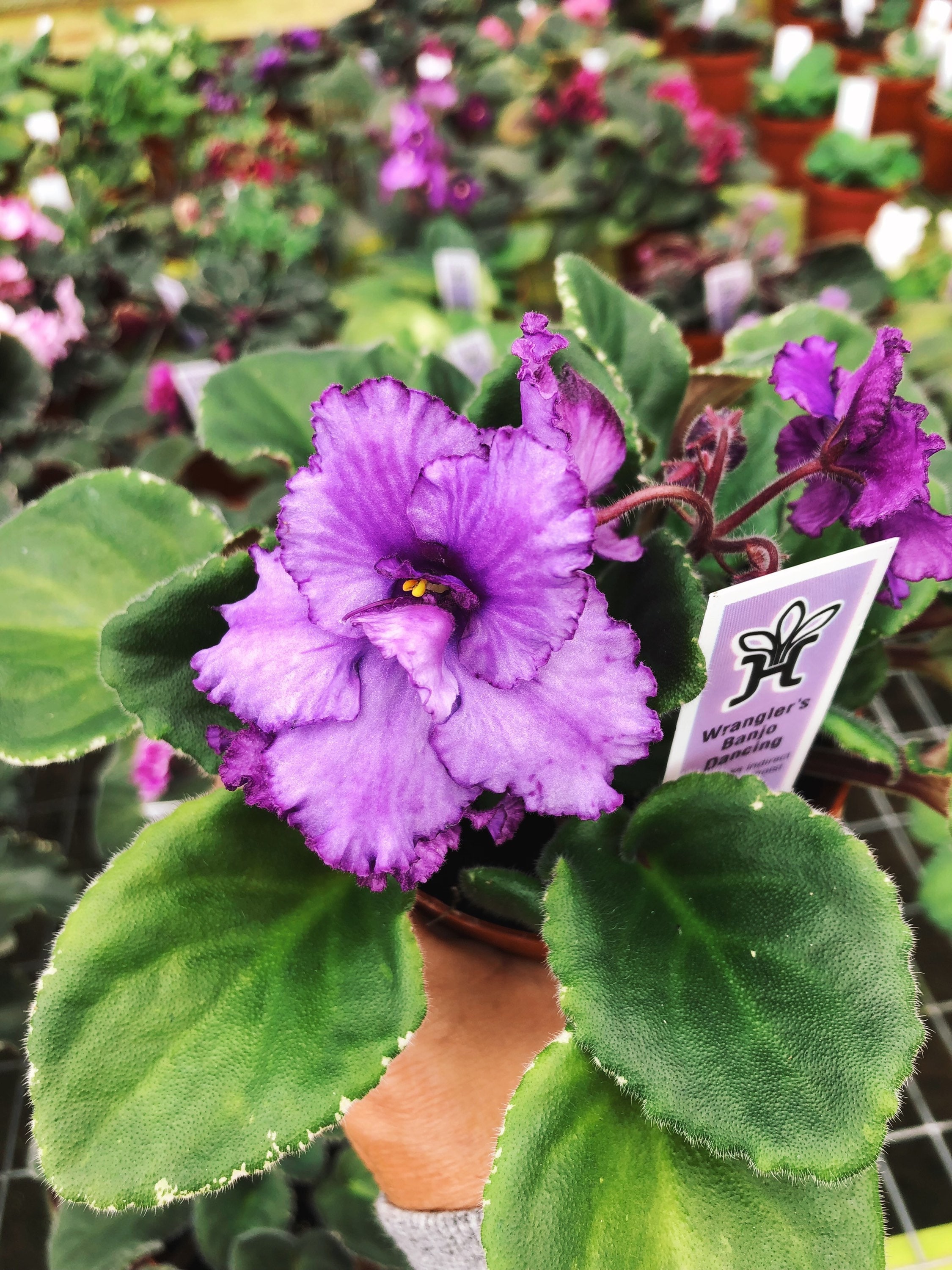 Live House Plant Bloom Harmony's African Violet 'wrangler's Banjo