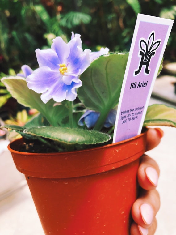 Planta de interior viva flor púrpura blanca abigarrada Violeta - Etsy España Planta de interior viva flor púrpura blanca abigarrada Violeta - Etsy España