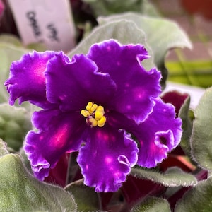 May include: A close-up of a vibrant purple African violet flower with a yellow center. The flower has ruffled edges and is surrounded by green leaves.