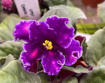 Live house plant variegated fantasy bloom Harmony’s African Violet ‘VAT In The Skies’ garden 4” flower Potted gift