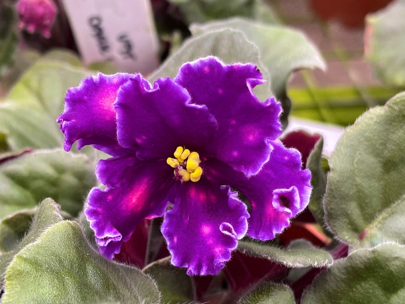 May include: A close-up of a vibrant purple African violet flower with a yellow center. The flower has ruffled edges and is surrounded by green leaves.