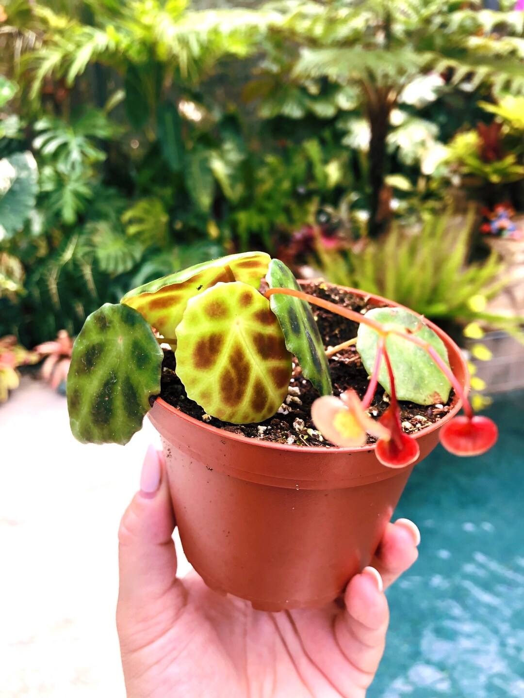 Begonia Kingiana Tortoise Shell Live House Plant Potted Etsy