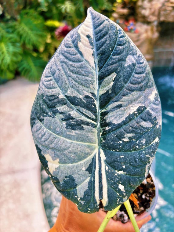 Variegated Alocasia Maharani Albo Jewel CORM Bulb Grow Your Own