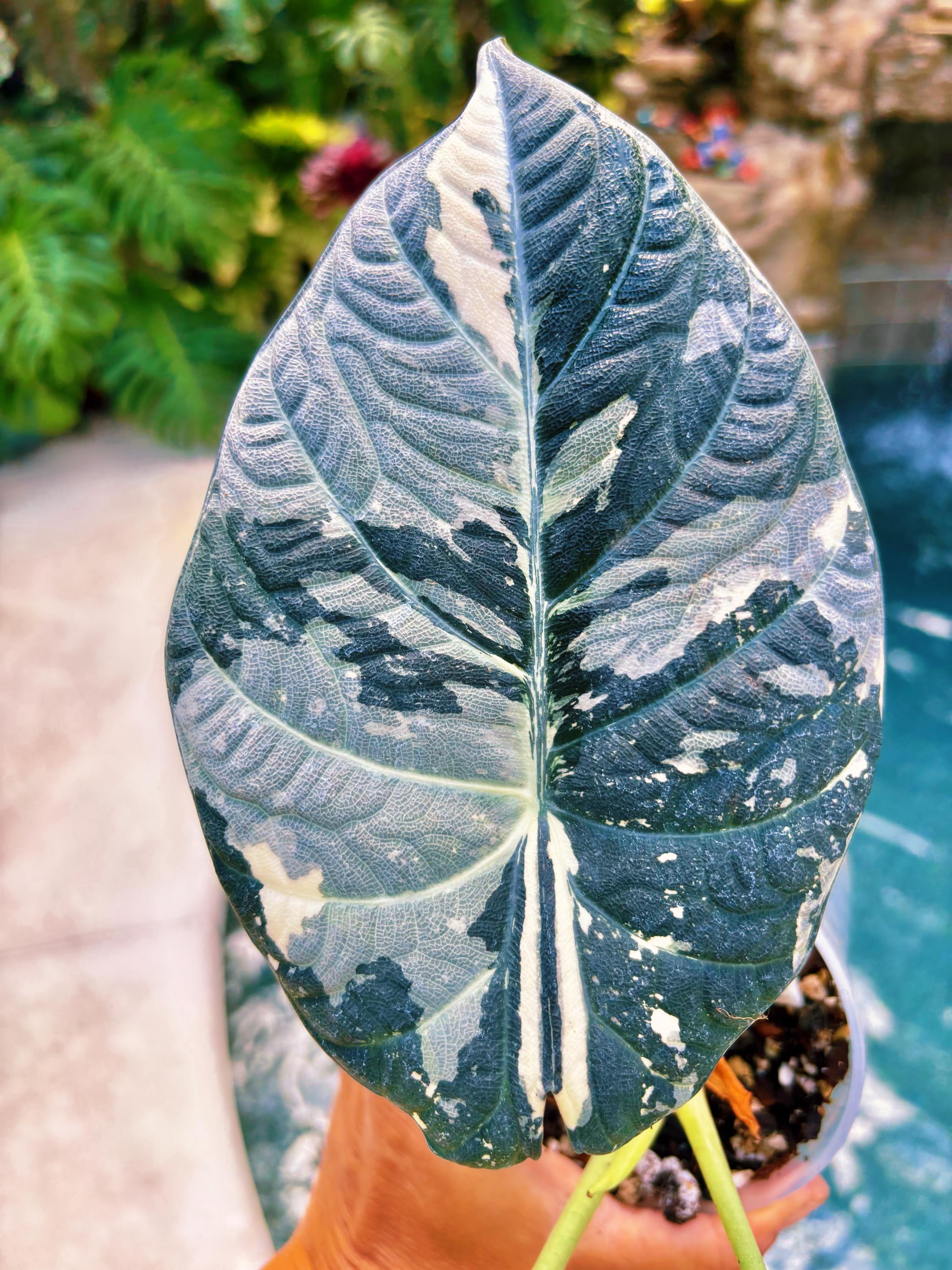 Variegated Alocasia Maharani Albo Jewel CORM Bulb Grow Your Own