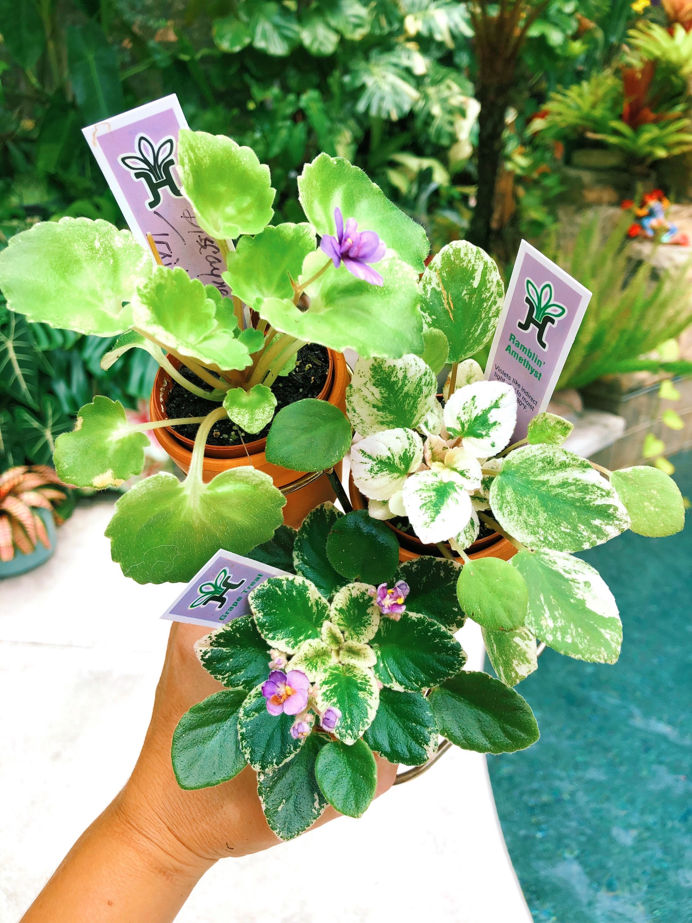 African violet Grape Treat live plant in pot 