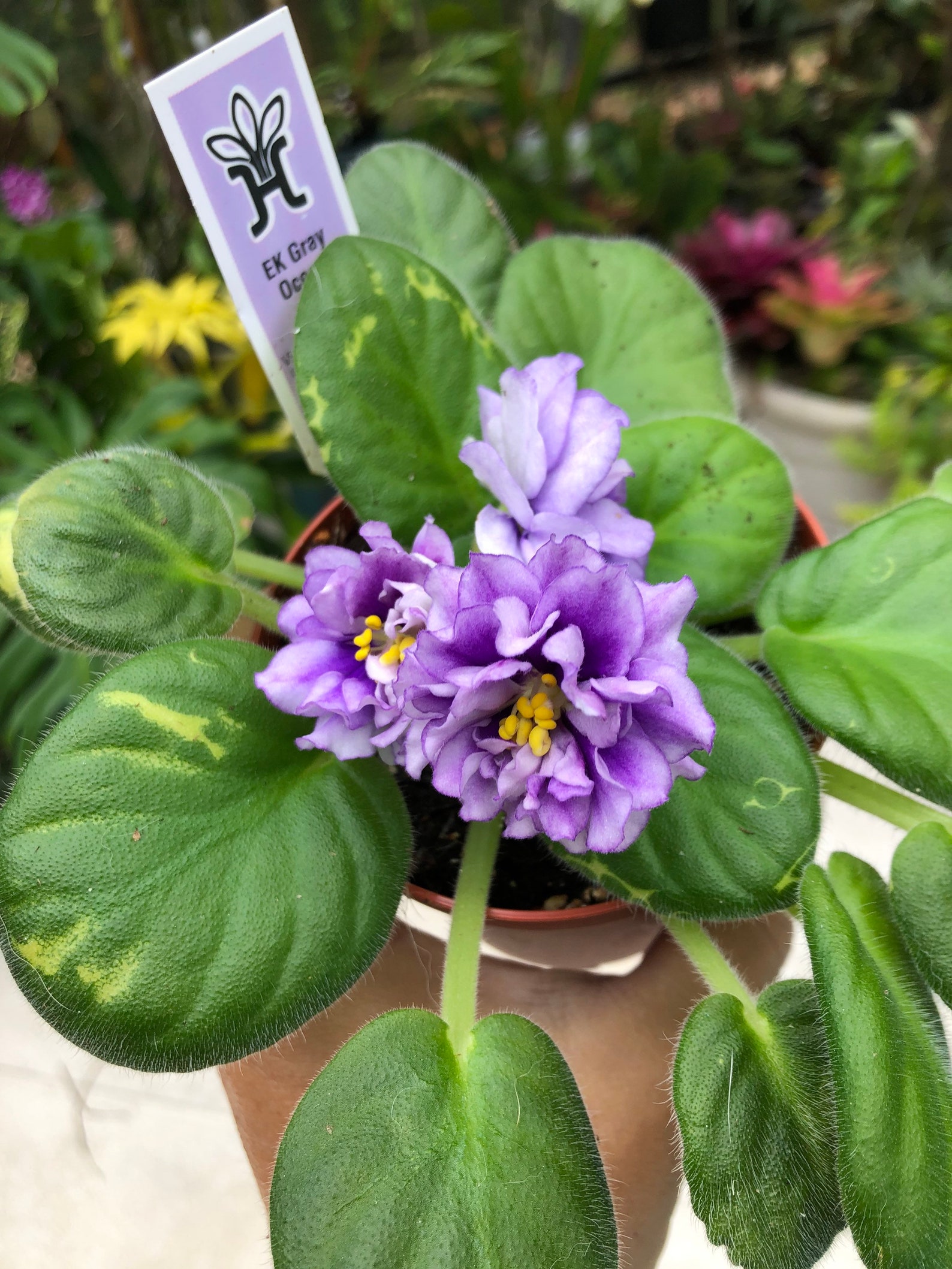 Live House Plant Harmonys African Violet Ruffled EK Gray Etsy