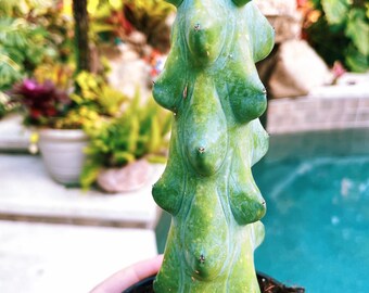 Boobie Cactus Succulent Potted House Plant 4” pot