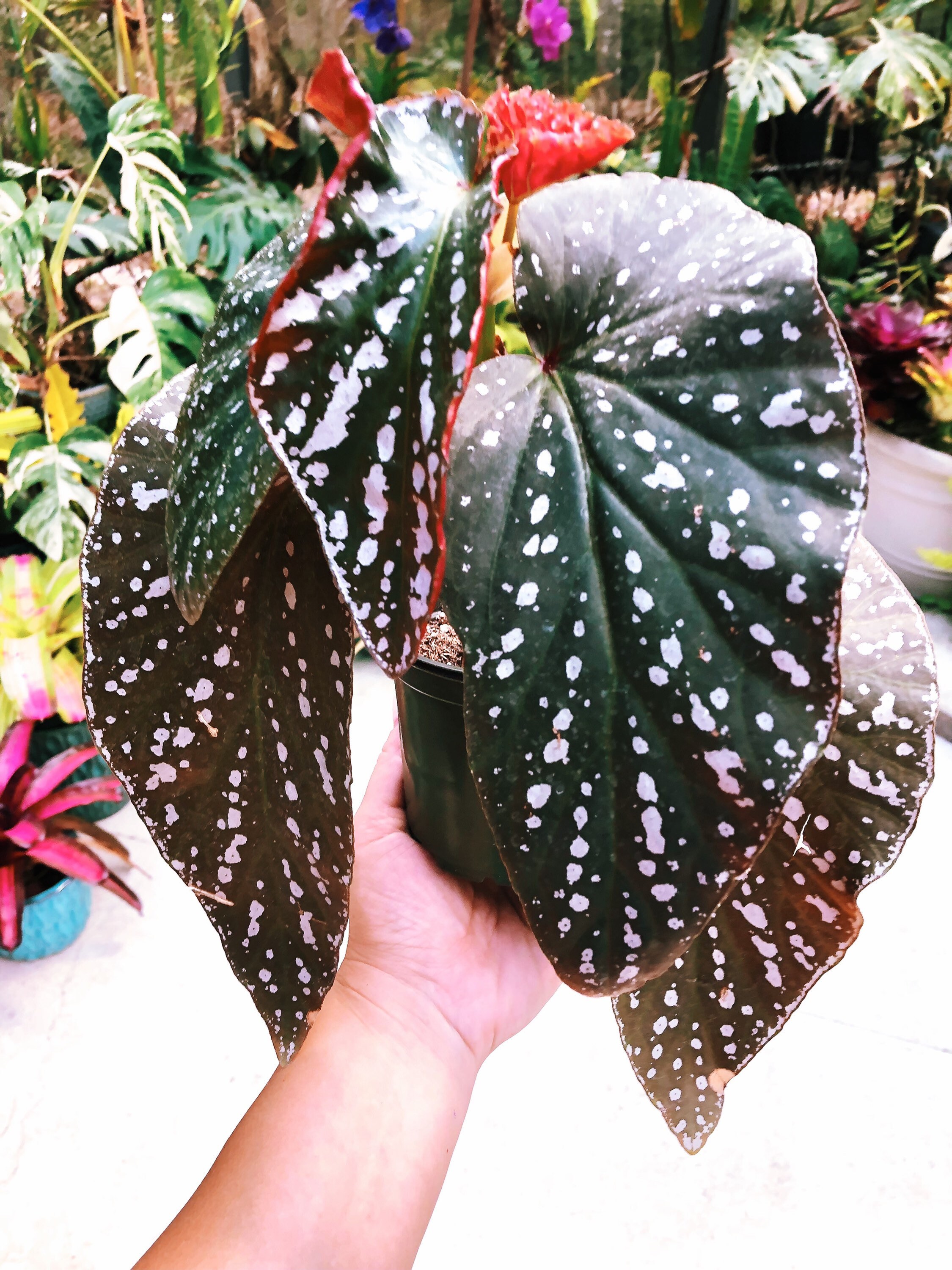 RARE Begonia Angel Wing 'harmony's Silver Eagle' Hybrid Live House