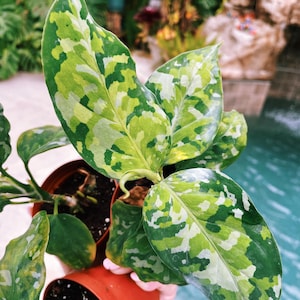 Aglaonema Tricolor - Etsy