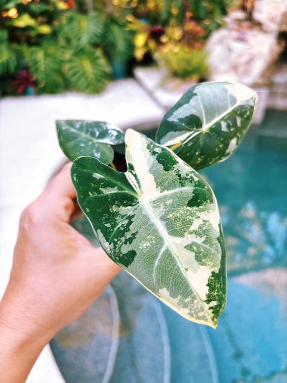 Variegated Alocasia 'frydek' Albo Mint Hybrid Sport Elephant Ear 2