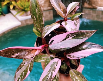 Rare Philodendron Pink Princess Tricolor Marble Galaxy Variegated 2” potted starter plant gift Growers Choice aroid