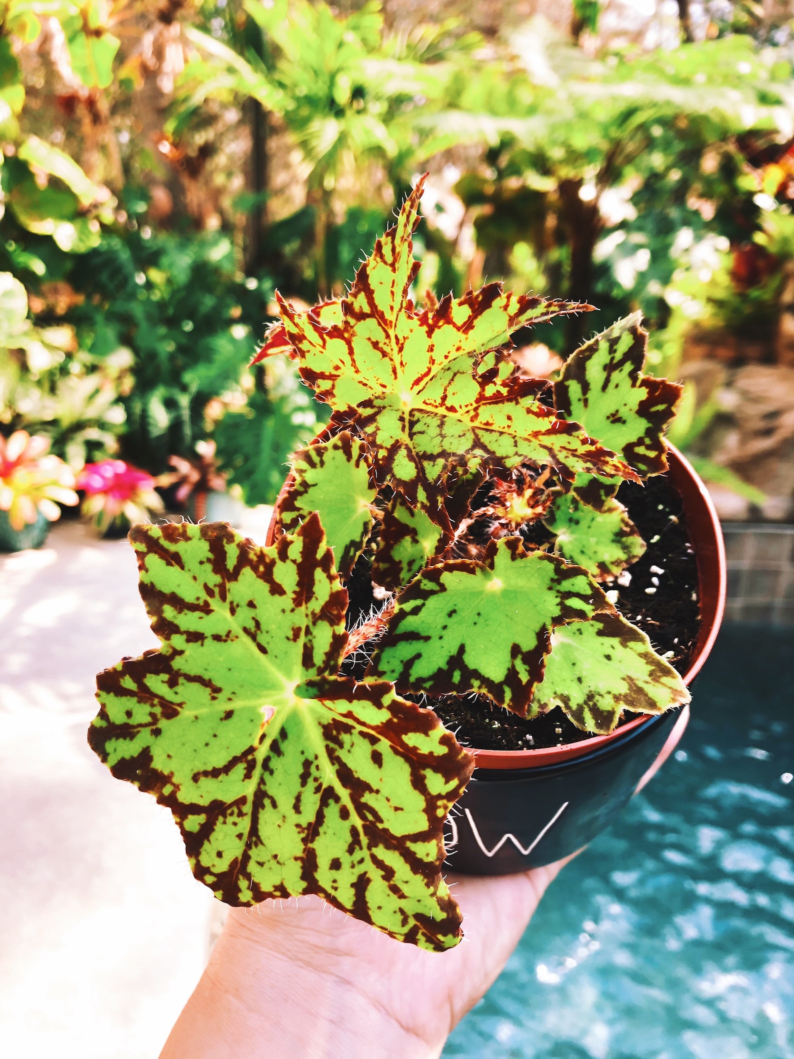 Mini Rex Begonia Lime Green Variegated Live House Plant Aroid | Etsy