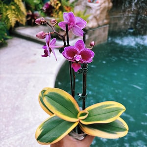 Orchid Phalaenopsis Variegated Leaves - Etsy