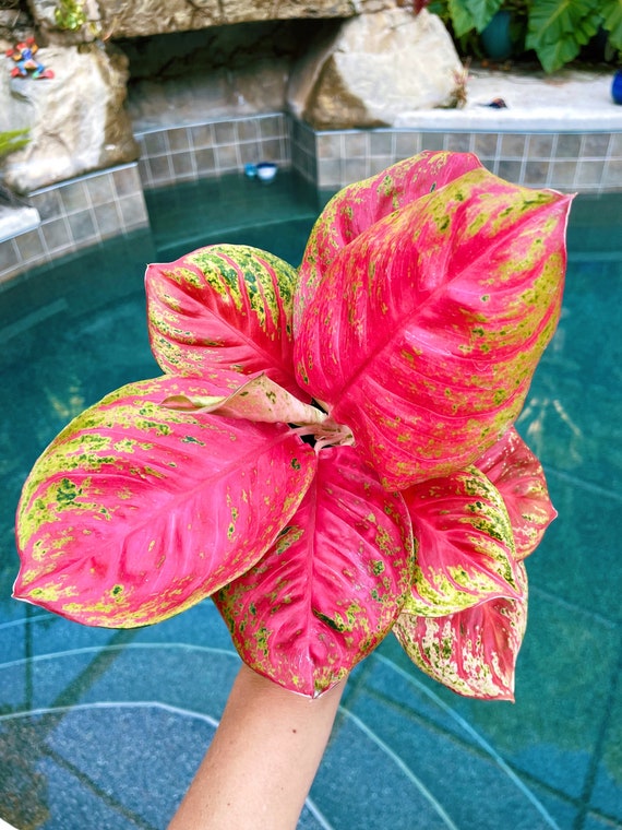 Rare Variegated Aglaonema 'orange Sombat' Pink Live House Plant