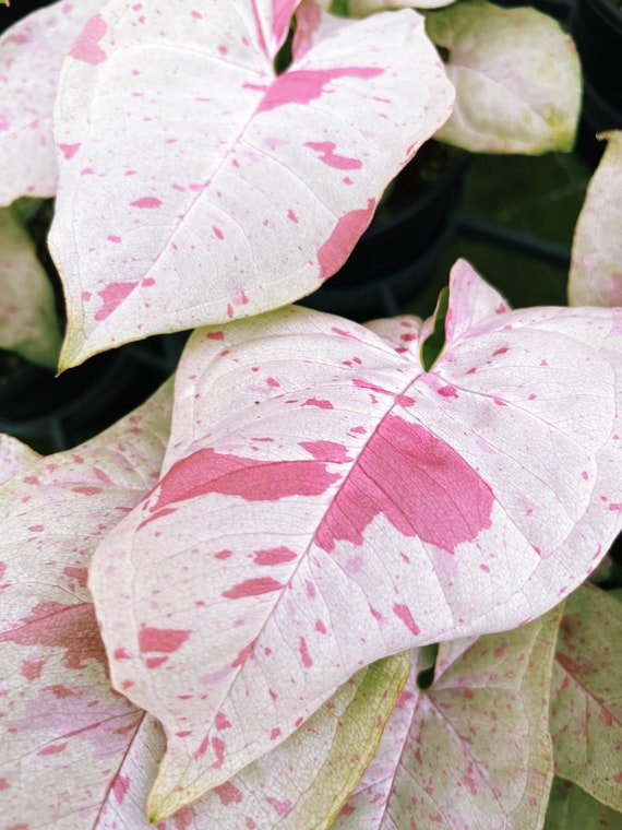 Syngonium Podophyllum Milk Confetti Tricolor Pink Variegated live 2” or 4” potted plant house plant mint green & pink growers Choice