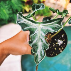 Actual plant- RARE Alocasia ‘Loco’ 3.5” potted live house plant e