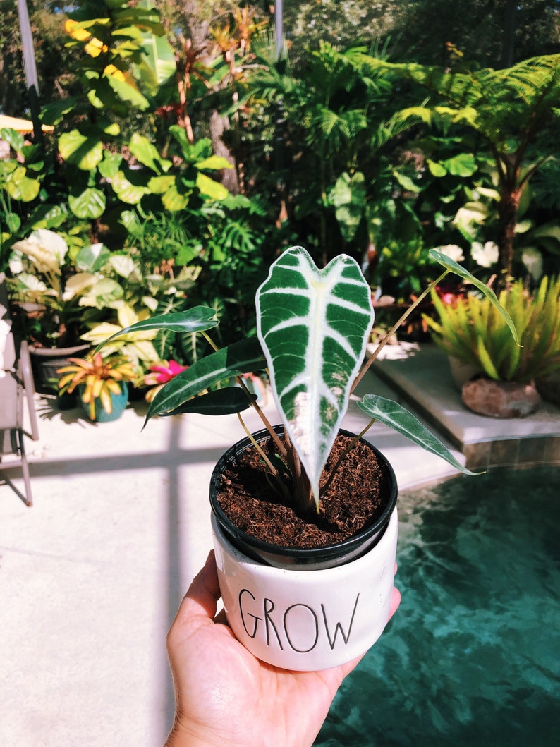 Alocasia Bambino Mini Jewel Elephant Ear Tropical House
