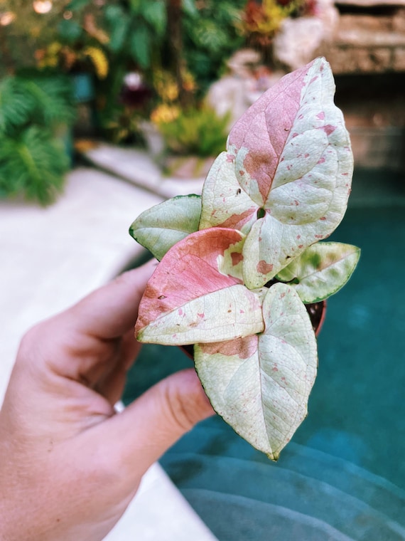 Syngonium Podophyllum Milk Confetti Tricolor Pink Variegated Live 2 or 4  Potted Plant House Plant Mint Green & Pink Growers Choice - Etsy