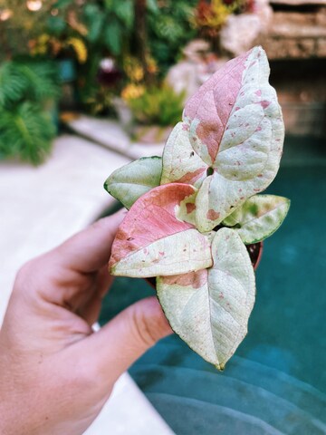Syngonium Podophyllum Milk Confetti Tricolor Pink Variegated live 2” or 4” potted plant house plant mint green & pink growers Choice