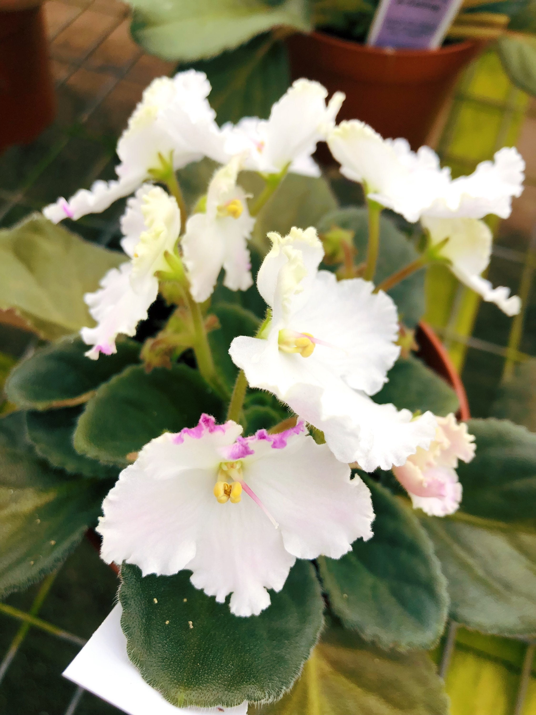 Plante dintérieur vivante énorme floraison blanche Violette - Etsy France