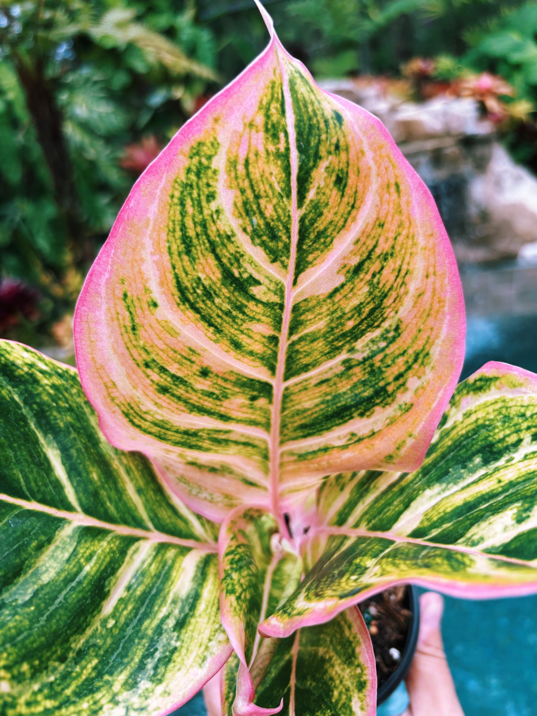 その他観葉植物 aglaonema spp. romeo pinkies Rare Aglaonema 'pinky Pie' Live House Plant Potted 4” Pot Gift US