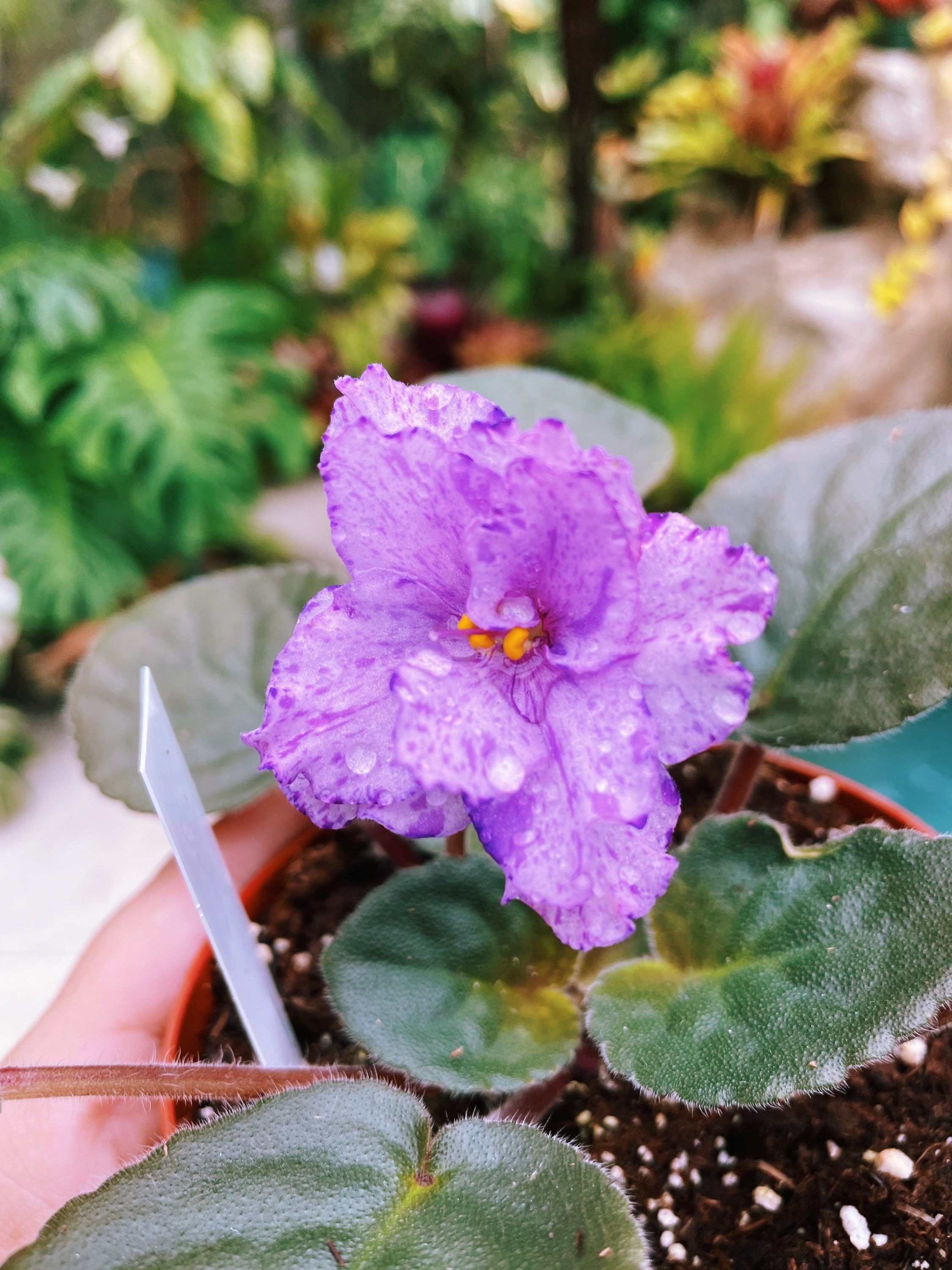 Live House Plant Fantasy Bloom Harmony's African Violet 'buckeye