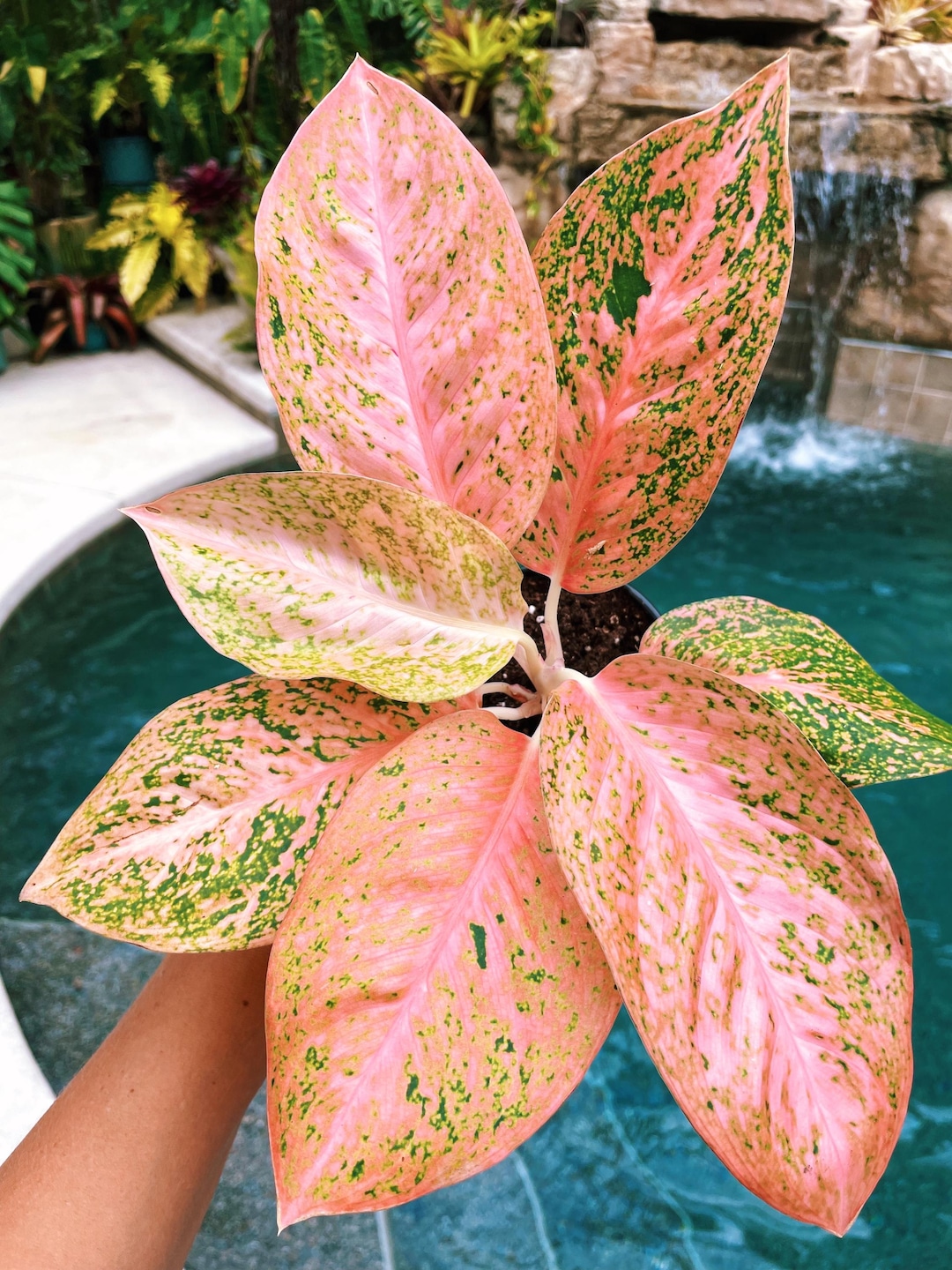 Rare Variegated Aglaonema 'orange Stardust' Live House Plant