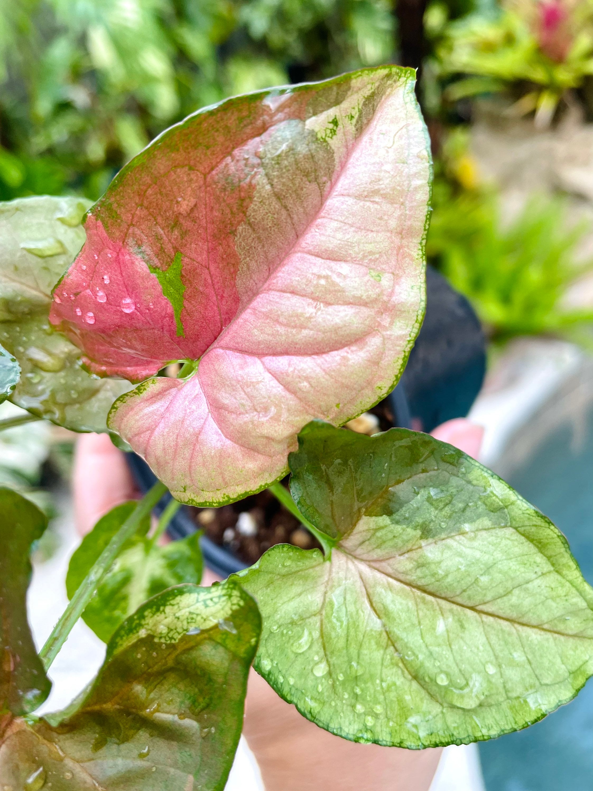 NOID Syngonium Variegated Maria Allusion Sport Live Plant 4 Potted  Arrowhead - Etsy