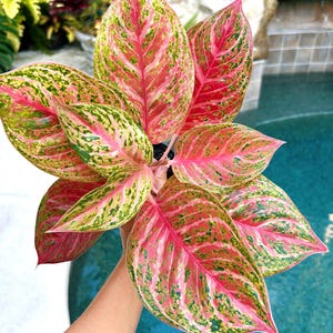 Rare Aglaonema ‘Miss Thailand’ Live House Plant Potted 4” pot gift US Seller