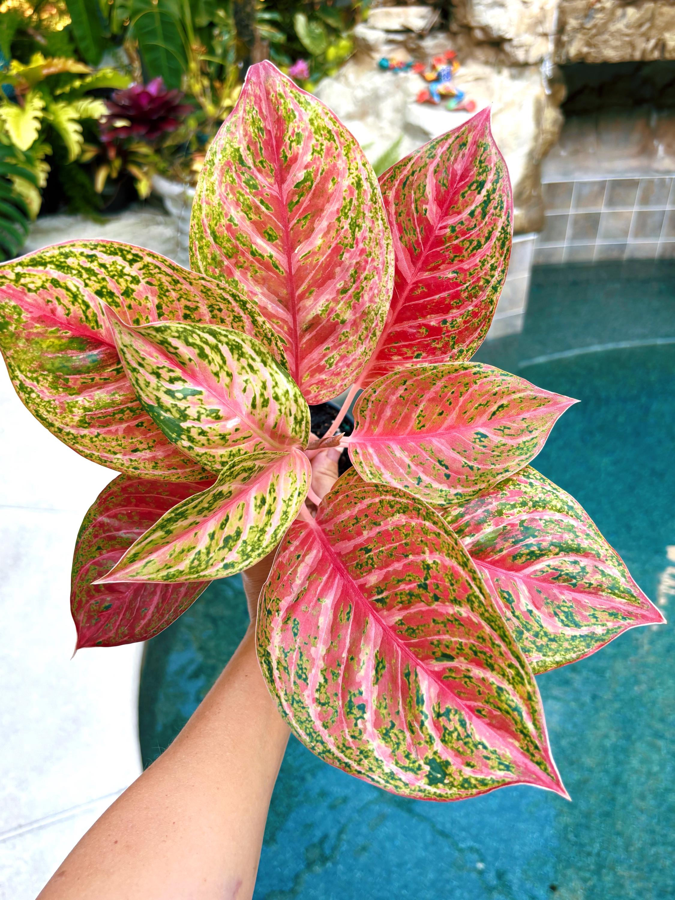 その他観葉植物 Aglaonema Pangkawatee Rare Aglaonema 'miss Thailand' Live House Plant Potted 4” Pot Gift