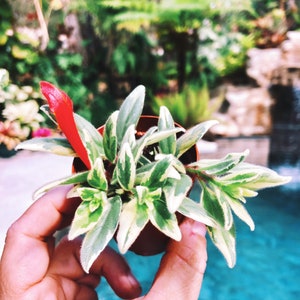 Columnea Light Prince Variegated flowering 2” potted house plant gift