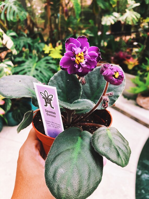 Plante dintérieur vivante grande double floraison violette - Etsy France