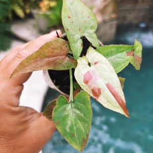 Rare! Syngonium Strawberry Milk Variegated live 2” potted plant house plant 34j