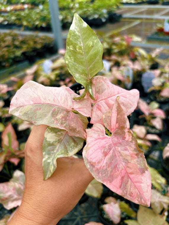 aesculus hippocastanum variegata Buy Aesculus hippocastanum 'Wisselink' Reticulated Variegated European Horse  Chestnut  Mr Maple  Buy Japanese Maple Trees
