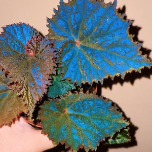 RARE Rex Begonia ‘Midnight Magic’ Blue Iridescent Orange fuzzy Live House Plant Potted 4” gift
