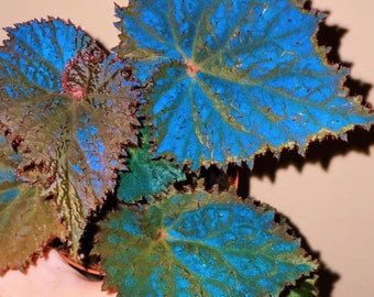 RARE Rex Begonia ‘Midnight Magic’ Blue Iridescent Orange fuzzy Live House Plant Potted 4” gift