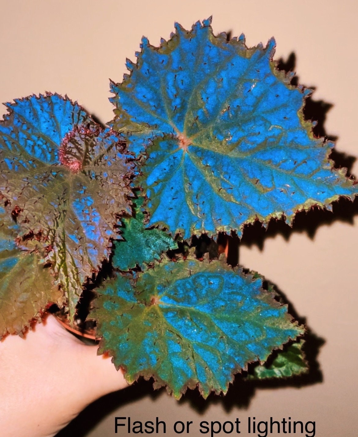 RARE Rex Begonia 'midnight Magic' Blue Iridescent Orange Fuzzy