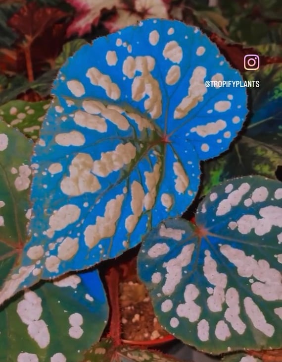 RARE Begonia 'betsy' Iridescent Blue Spotted Live House Plant Potted 4  Gift - Etsy