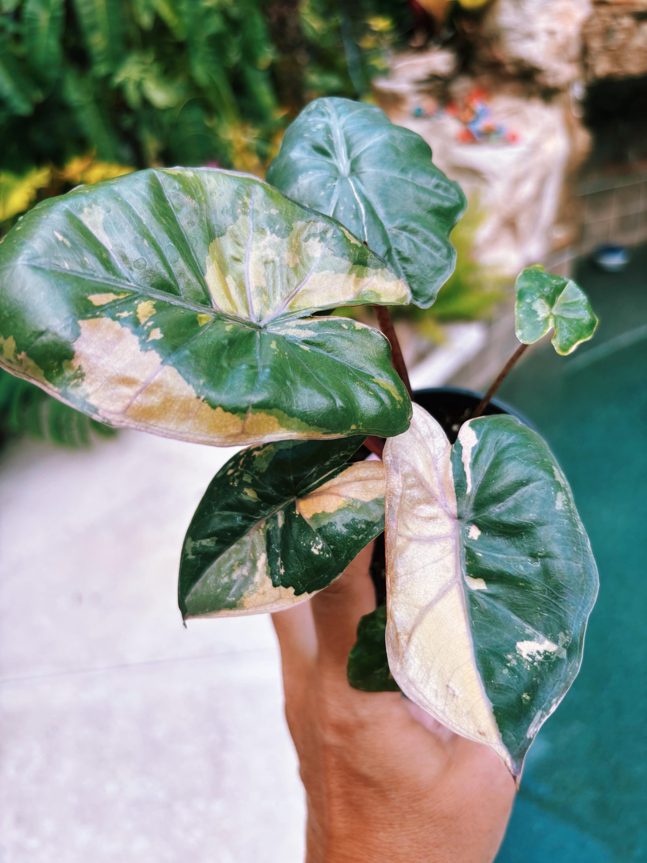 Actual Plant- RARE Variegated Alocasia 'yucatán Princess' Pink