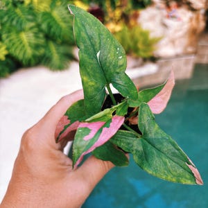Rare! Syngonium Pink Splash Variegated live 2” potted plant house plant 38