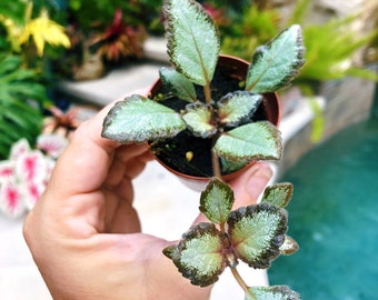 Episcia ‘Silver Skies’ African Flame Violet flowering  metallic velvet House pixie garden terrarium 2” Potted