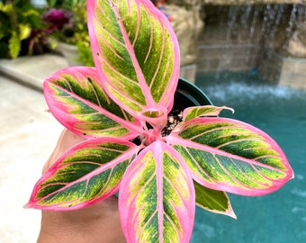 Rare Variegated Aglaonema ‘Lotus Delight’ pink Live House Plant Potted 4” gift US Seller