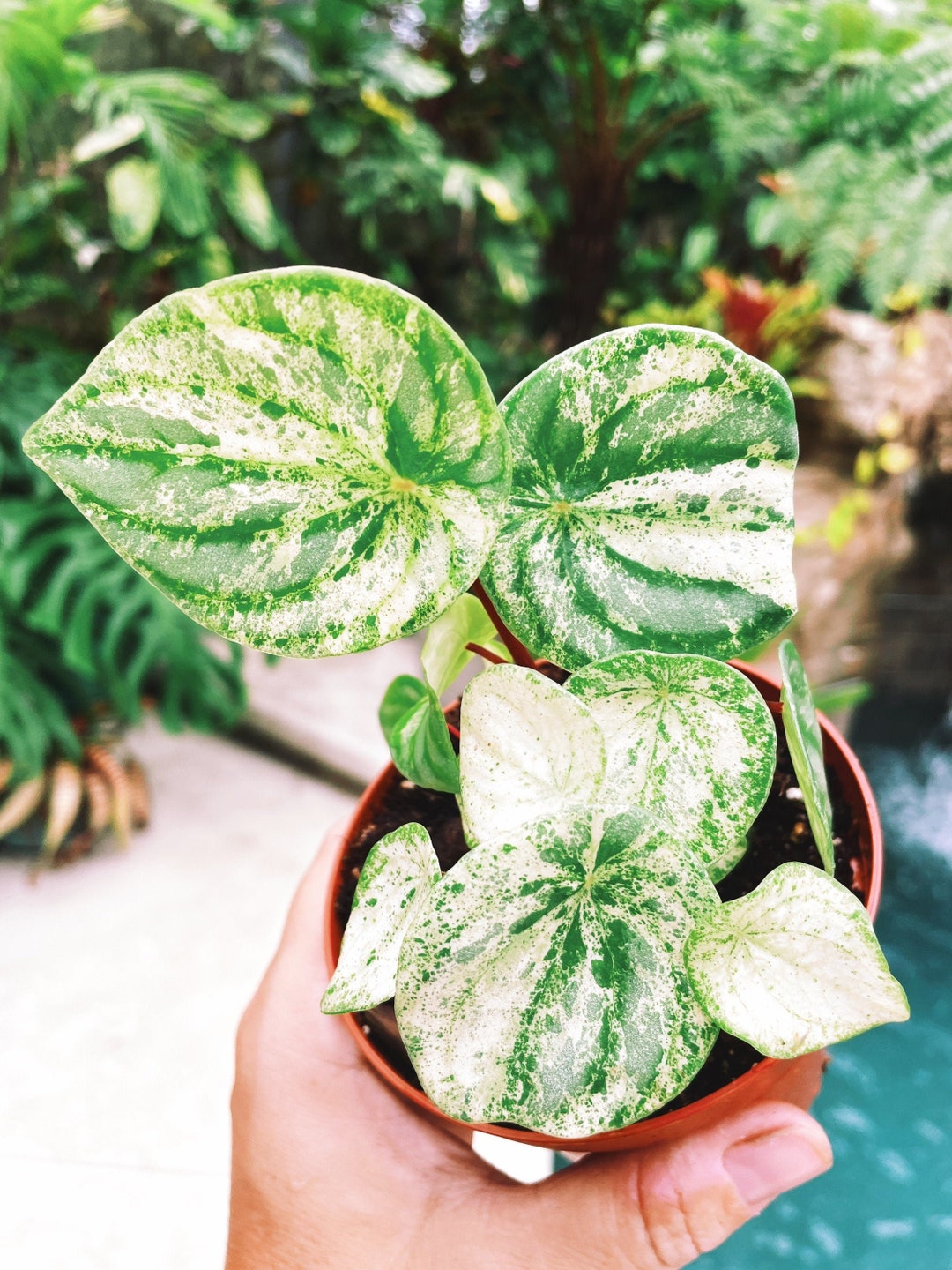 Harmonys Variegated Watermelon Peperomia gold Dust Woman 4 - Etsy