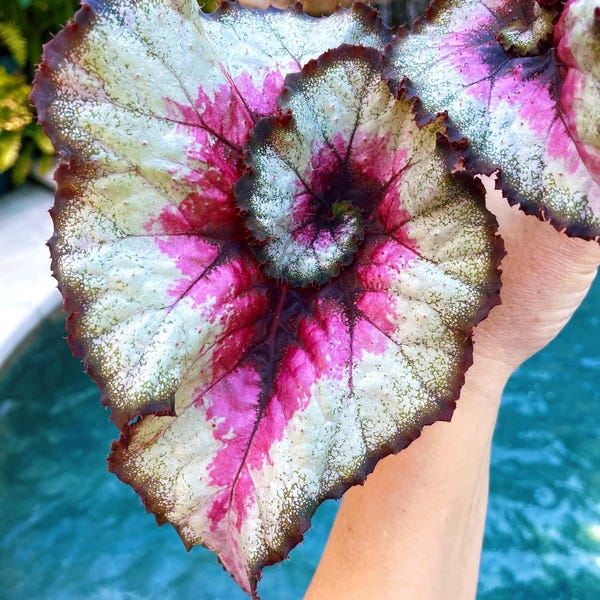 NEW RELEASE! Rex Begonia ‘Harmony’s Taste of Poison’ Pink escargot swirl Variegated Live House Plant Potted 4” pot young plant