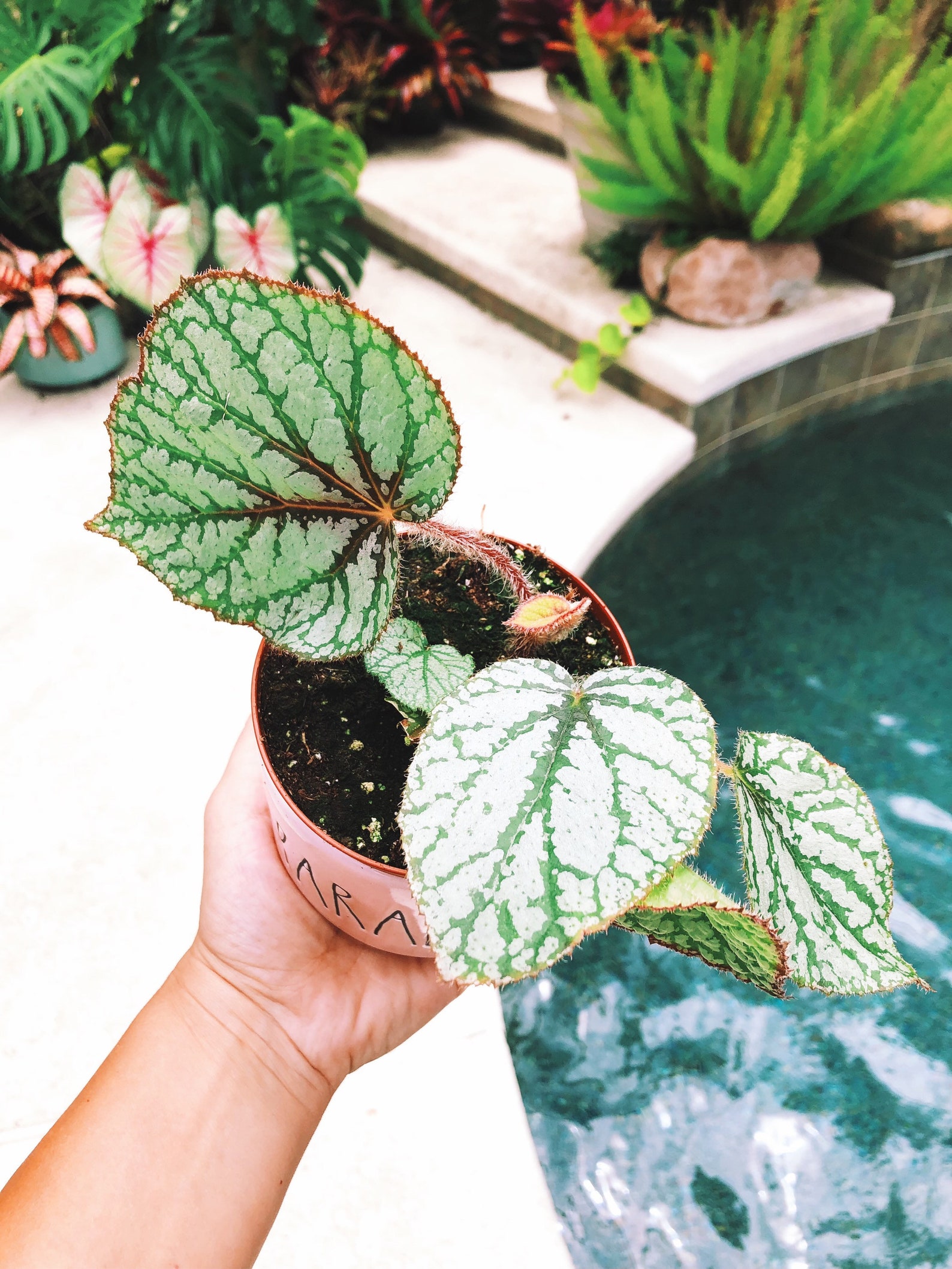Rare Begonia U309 Live House Plant Potted terrarium vivarium Etsy
